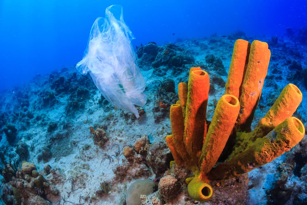 Plastic cleanup in action
